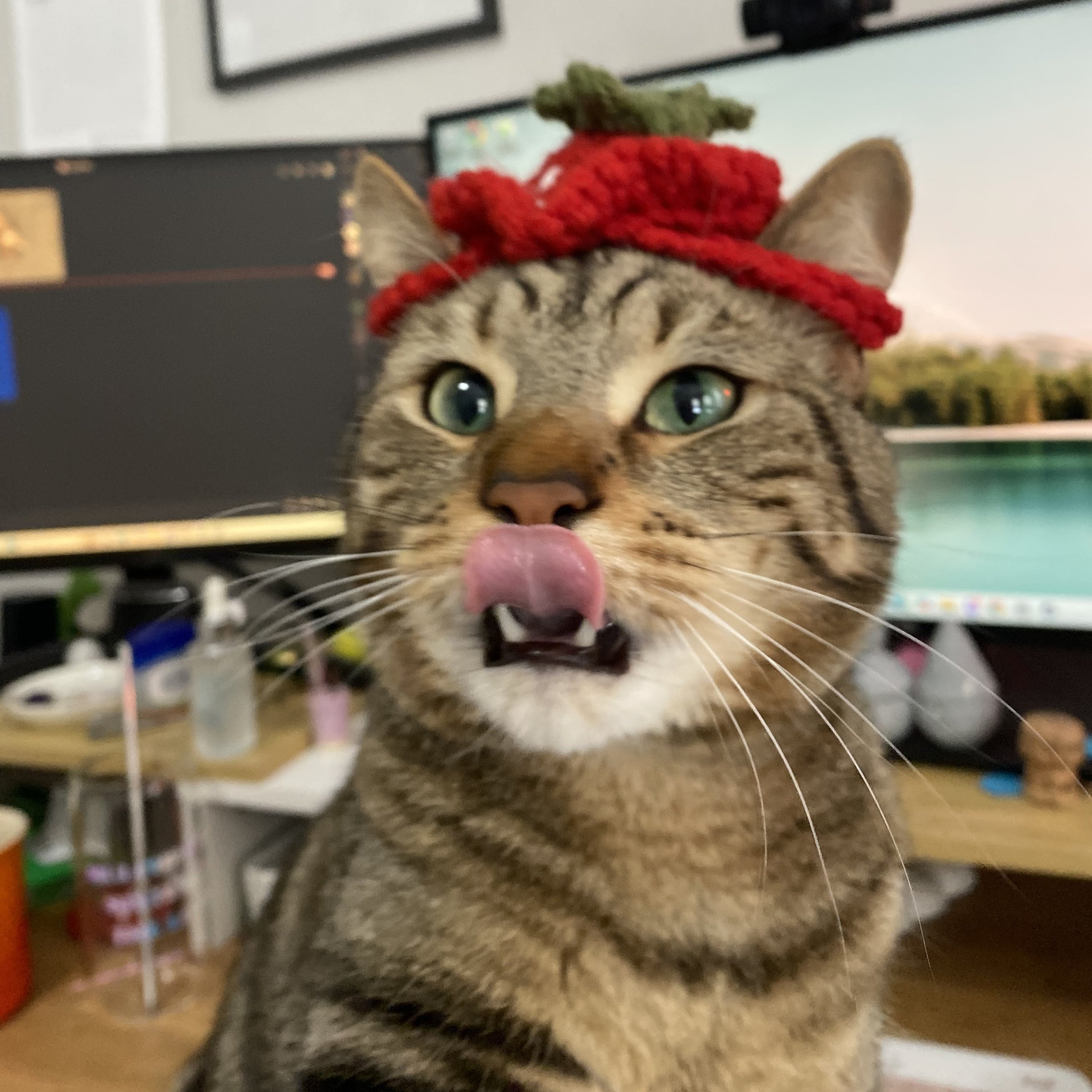 Strawberry Cat Hat Learn to Crochet Kit