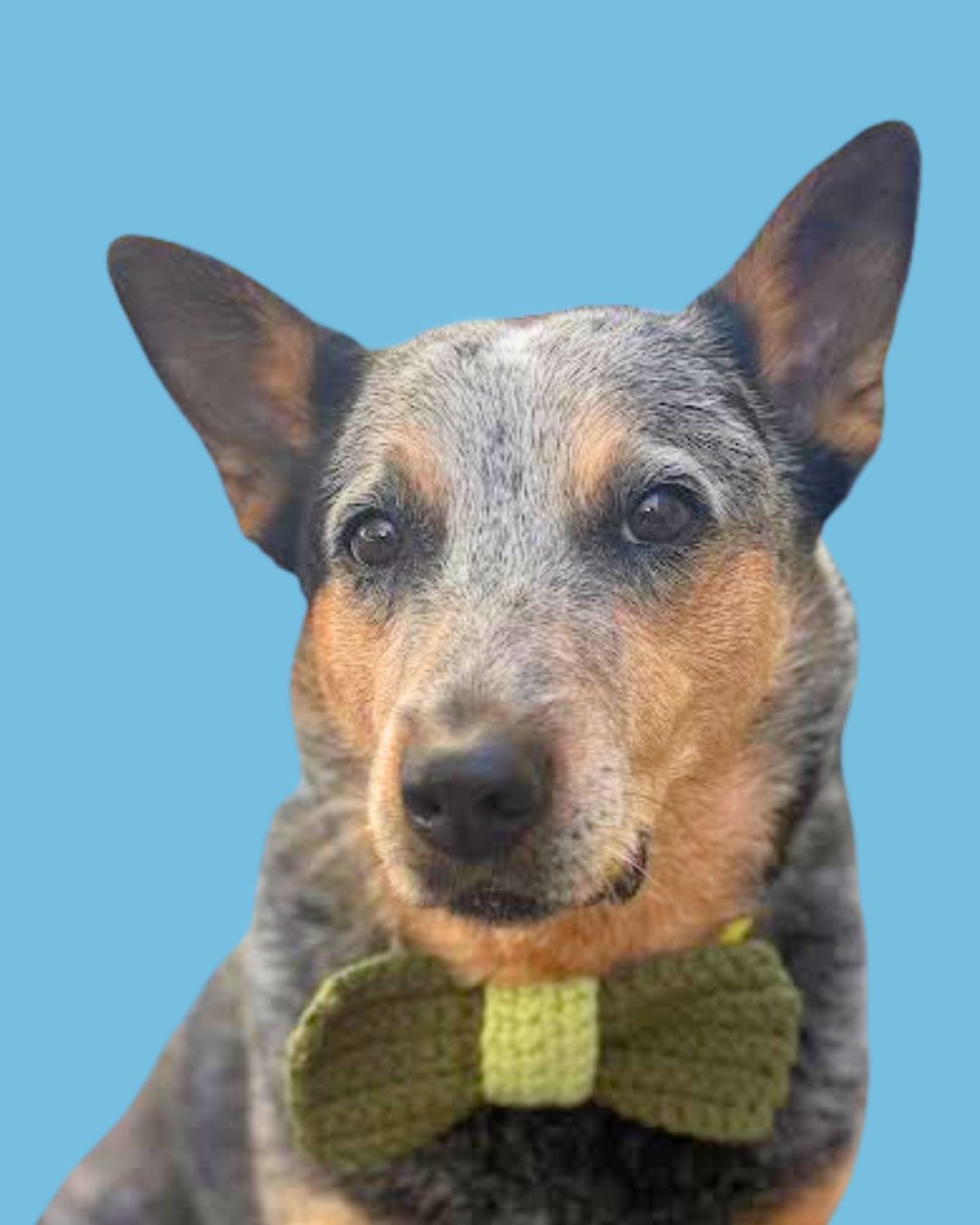 Dog Bowtie Learn to Crochet Kit